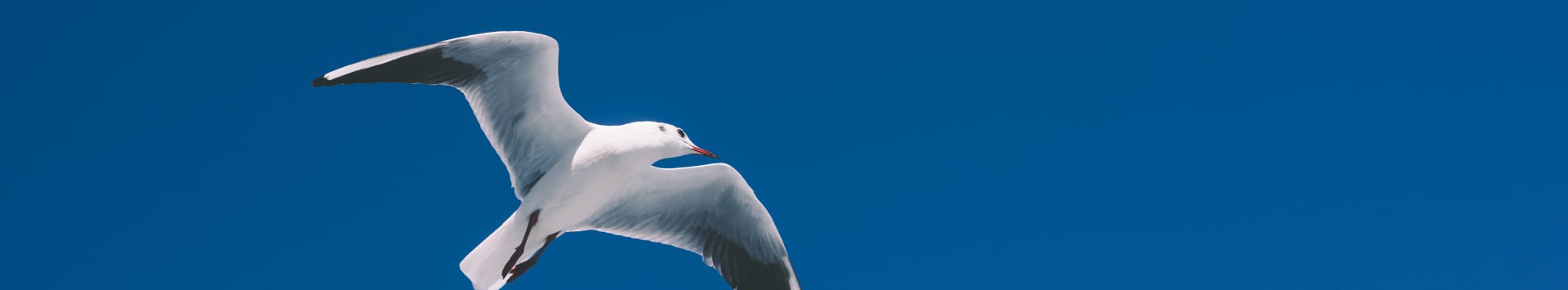 海の上を飛ぶカモメ